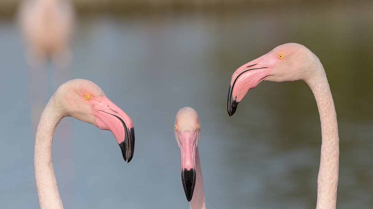 Portrait of flamingos