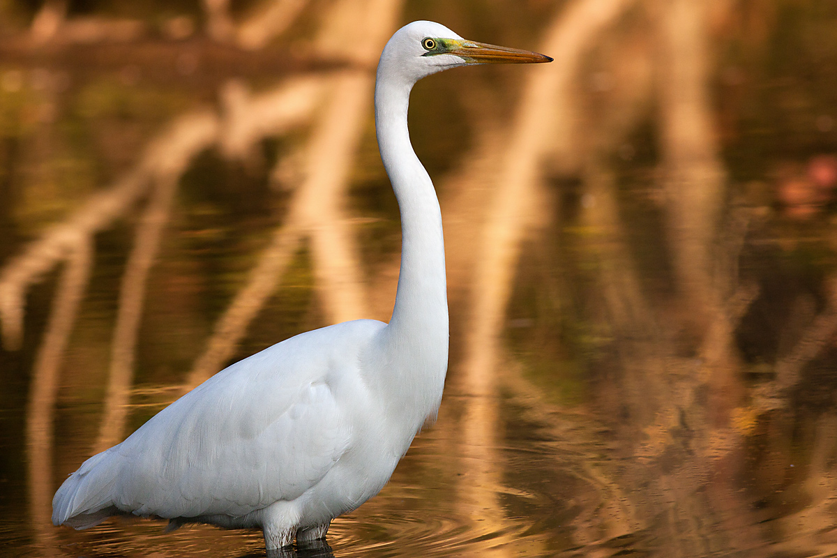 White Heron Maggiore