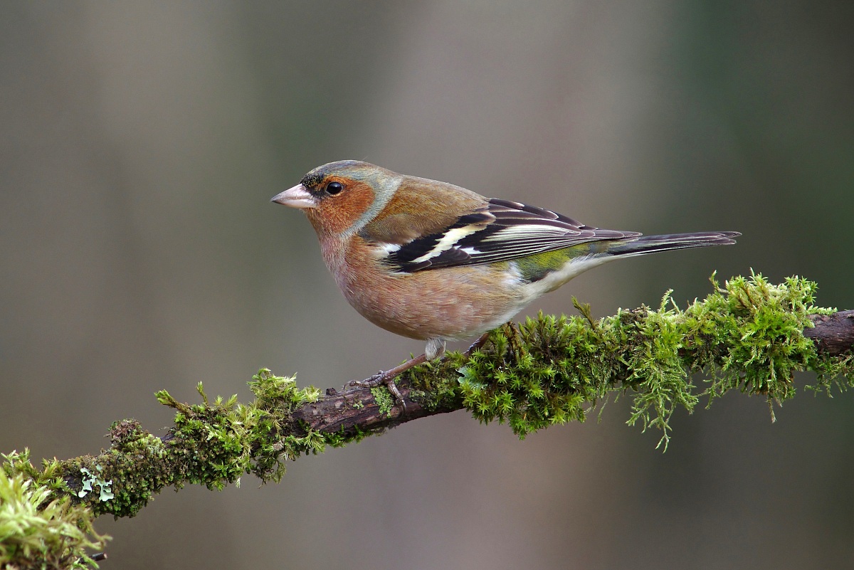 Chaffinch