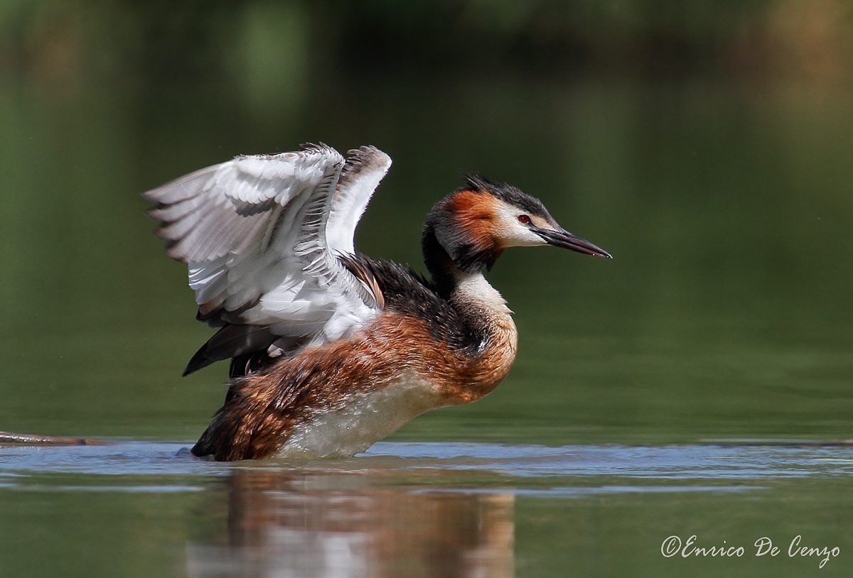 Great Crested Grebe