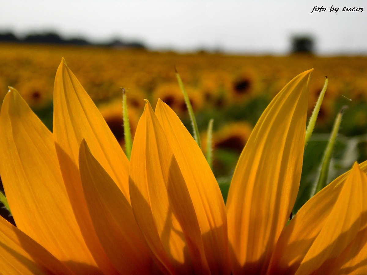 Sunflower 1