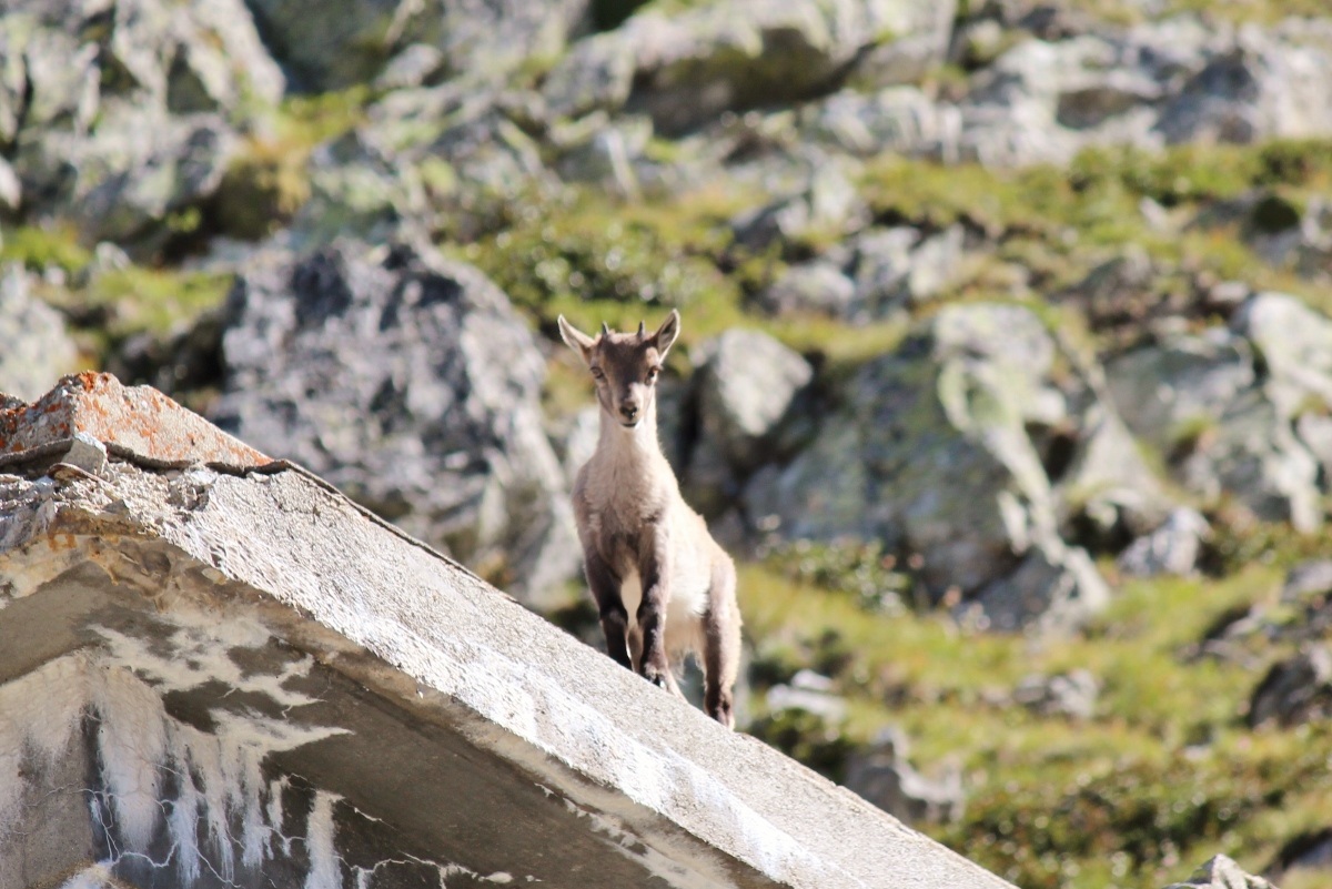piccolo di stanbecco