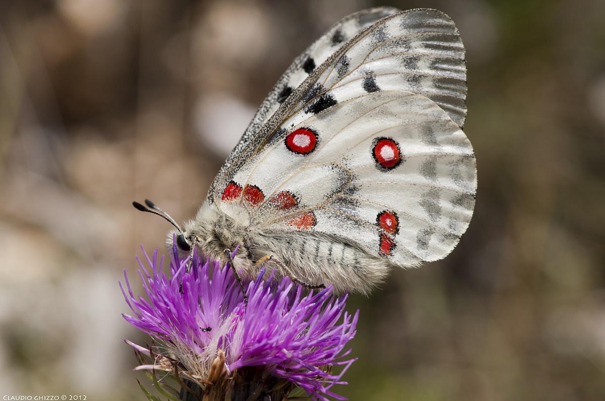 Parnassius Apollo
