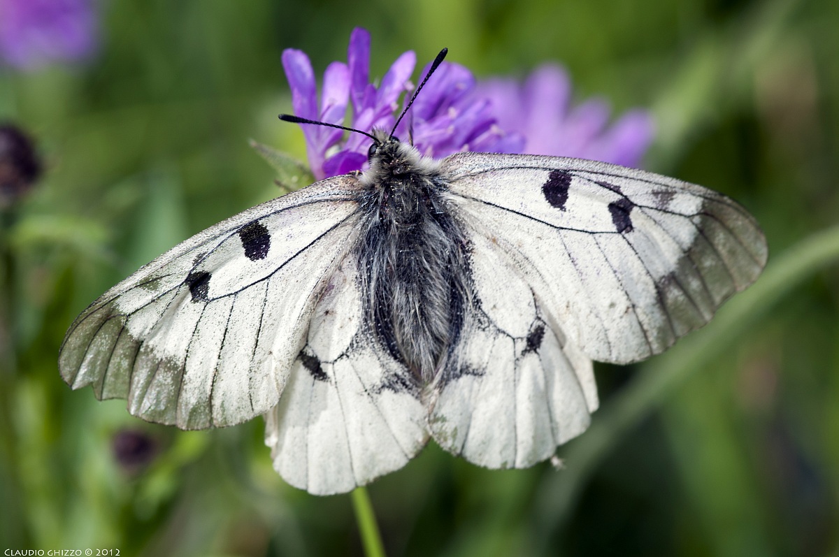 Parnassius mnemosyne