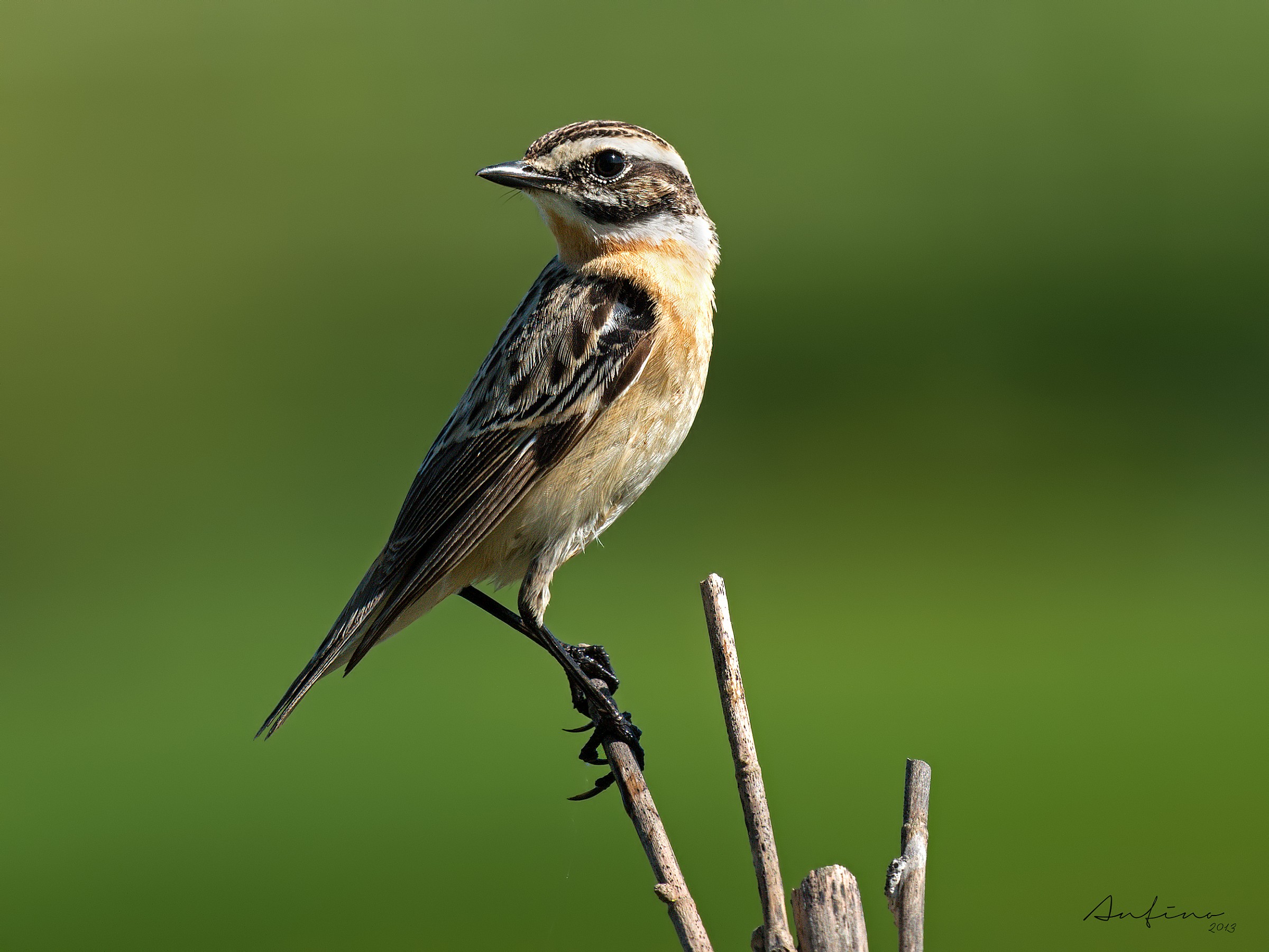 Whinchat