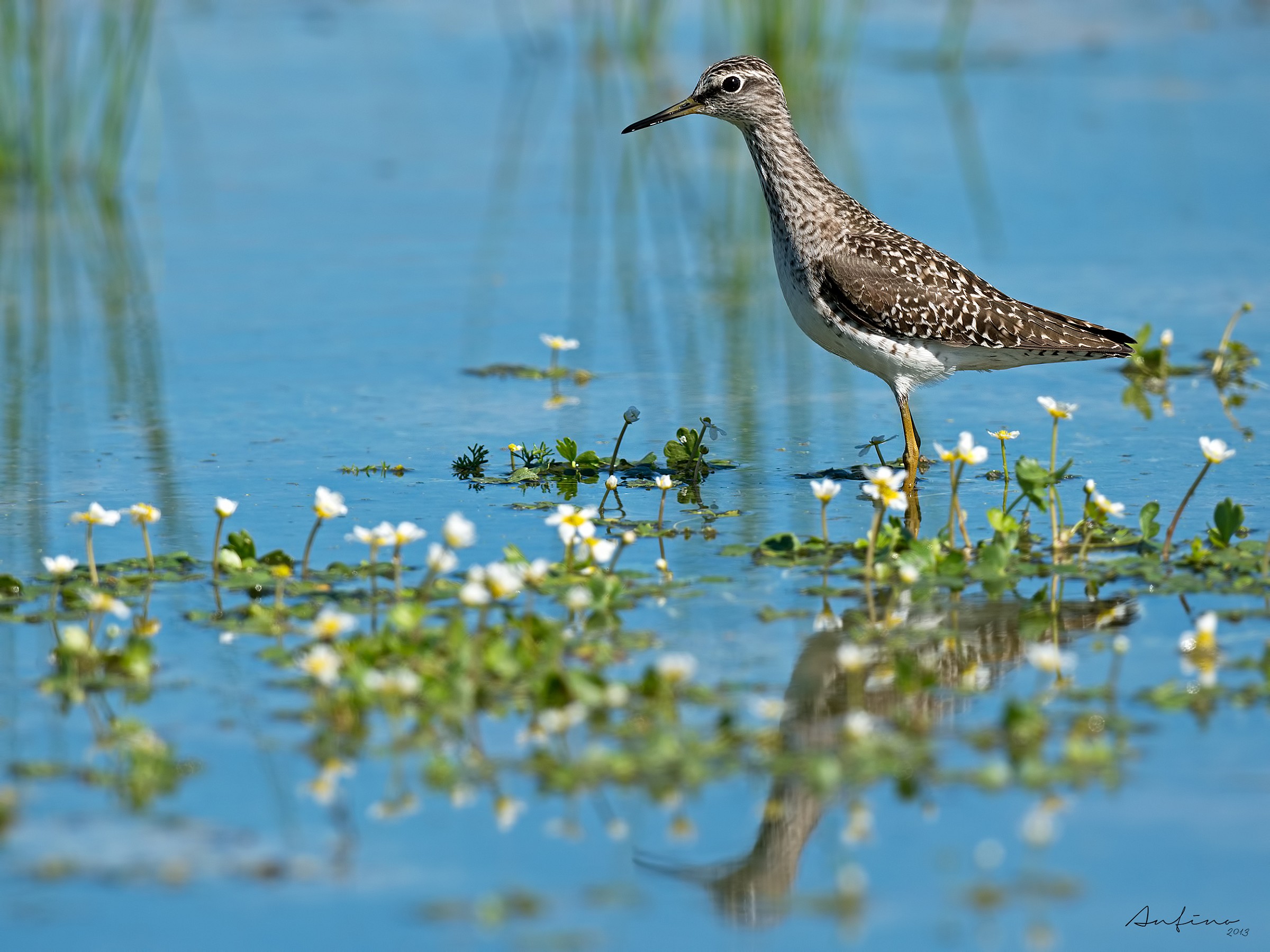 Wood Sandpiper