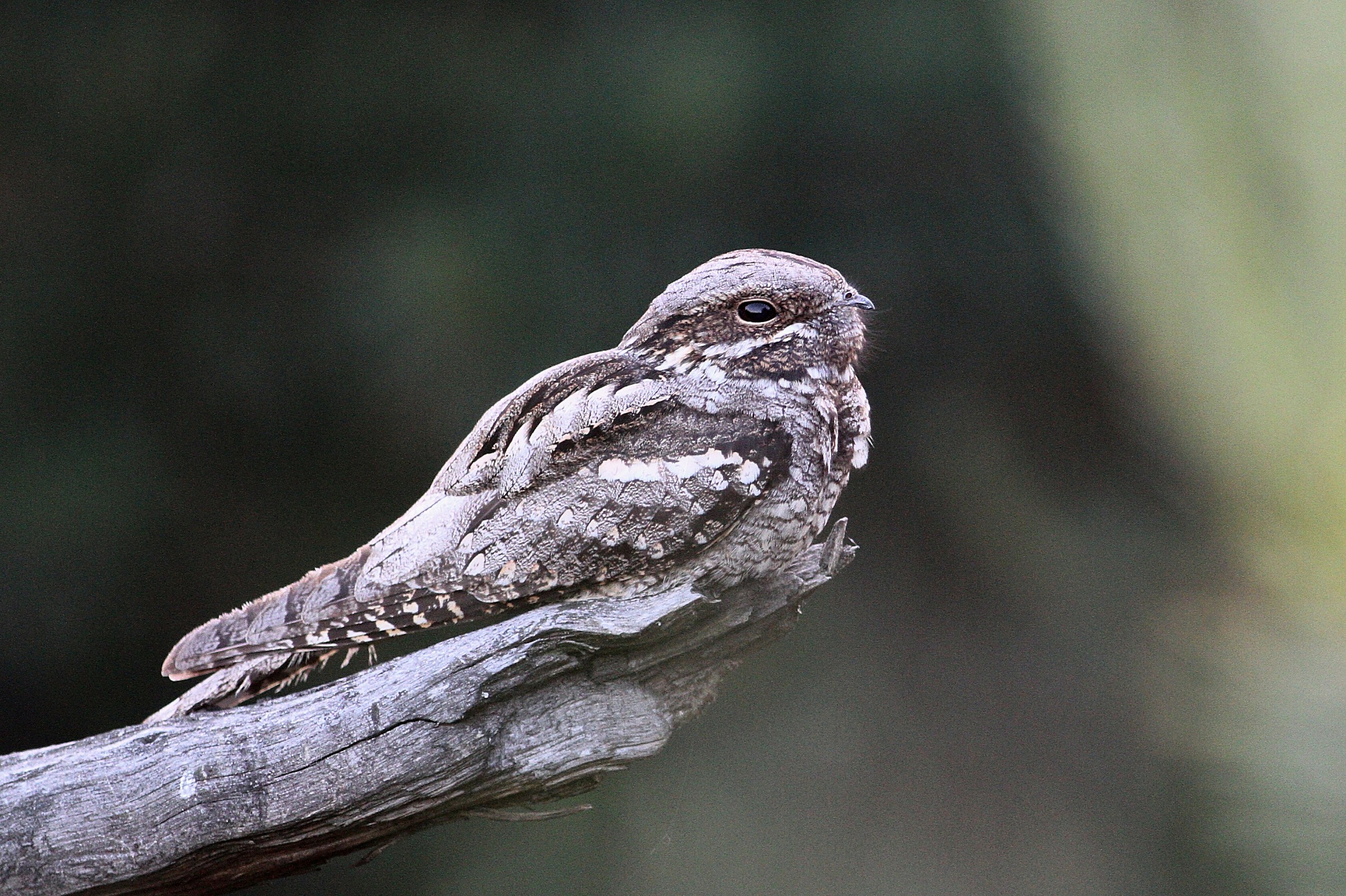 Nightjar
