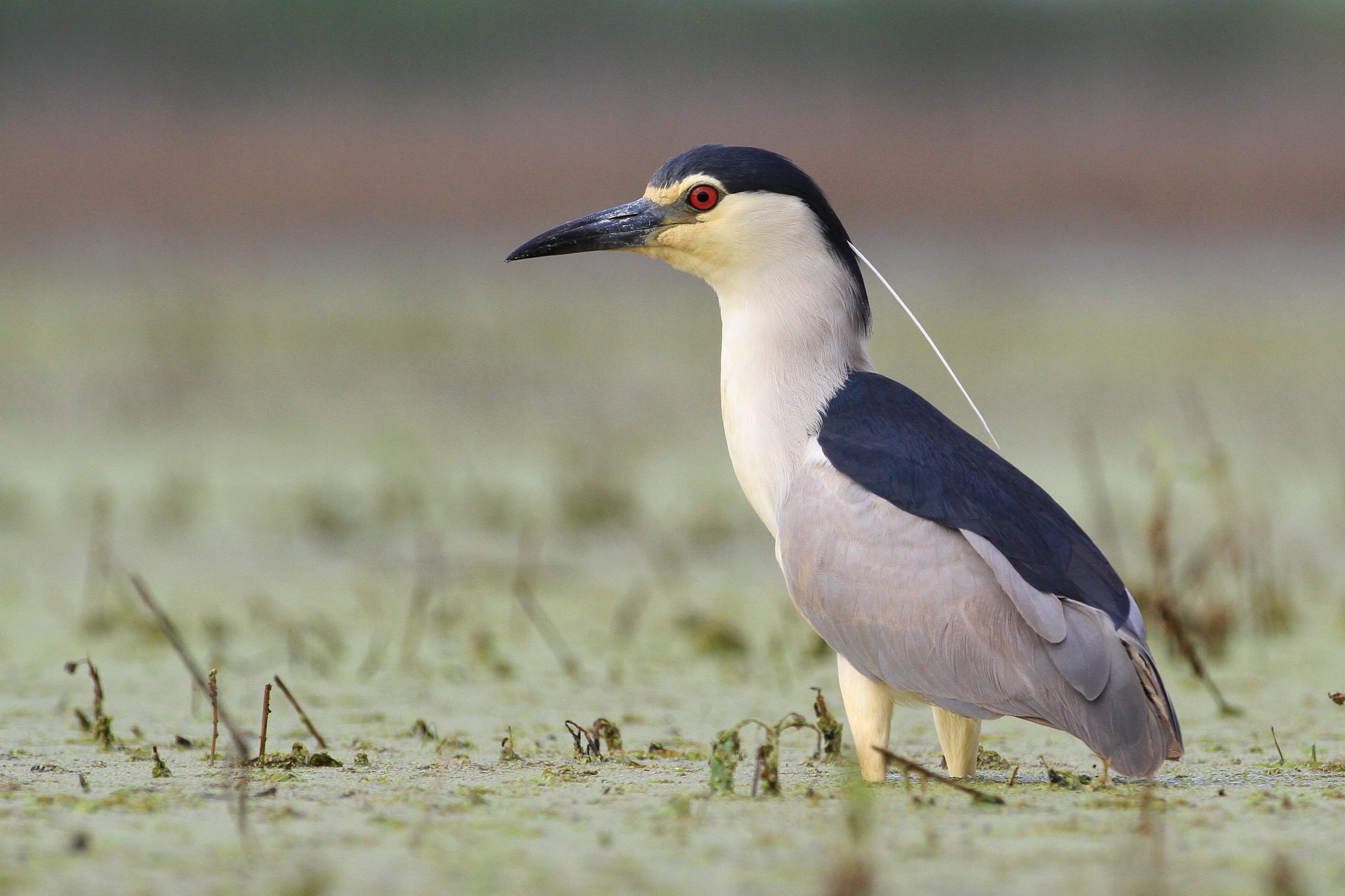 Black-crowned Night-Heron