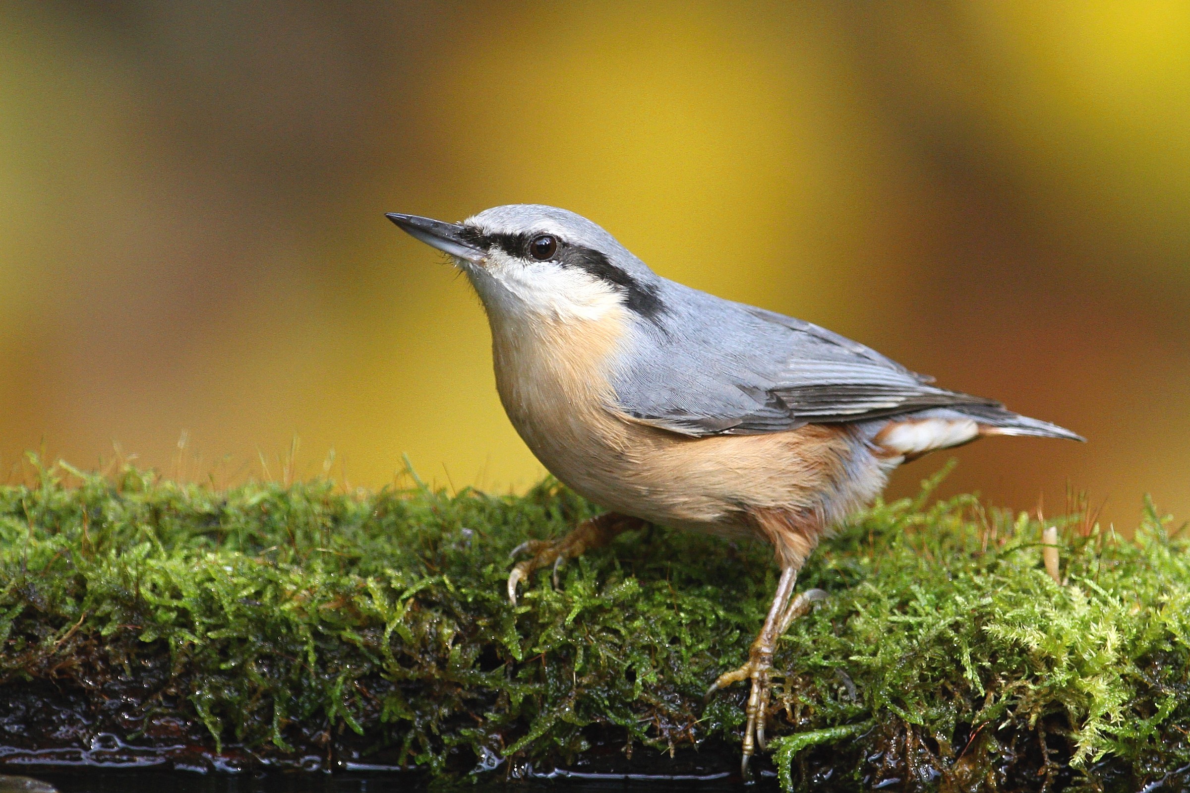 Nuthatch