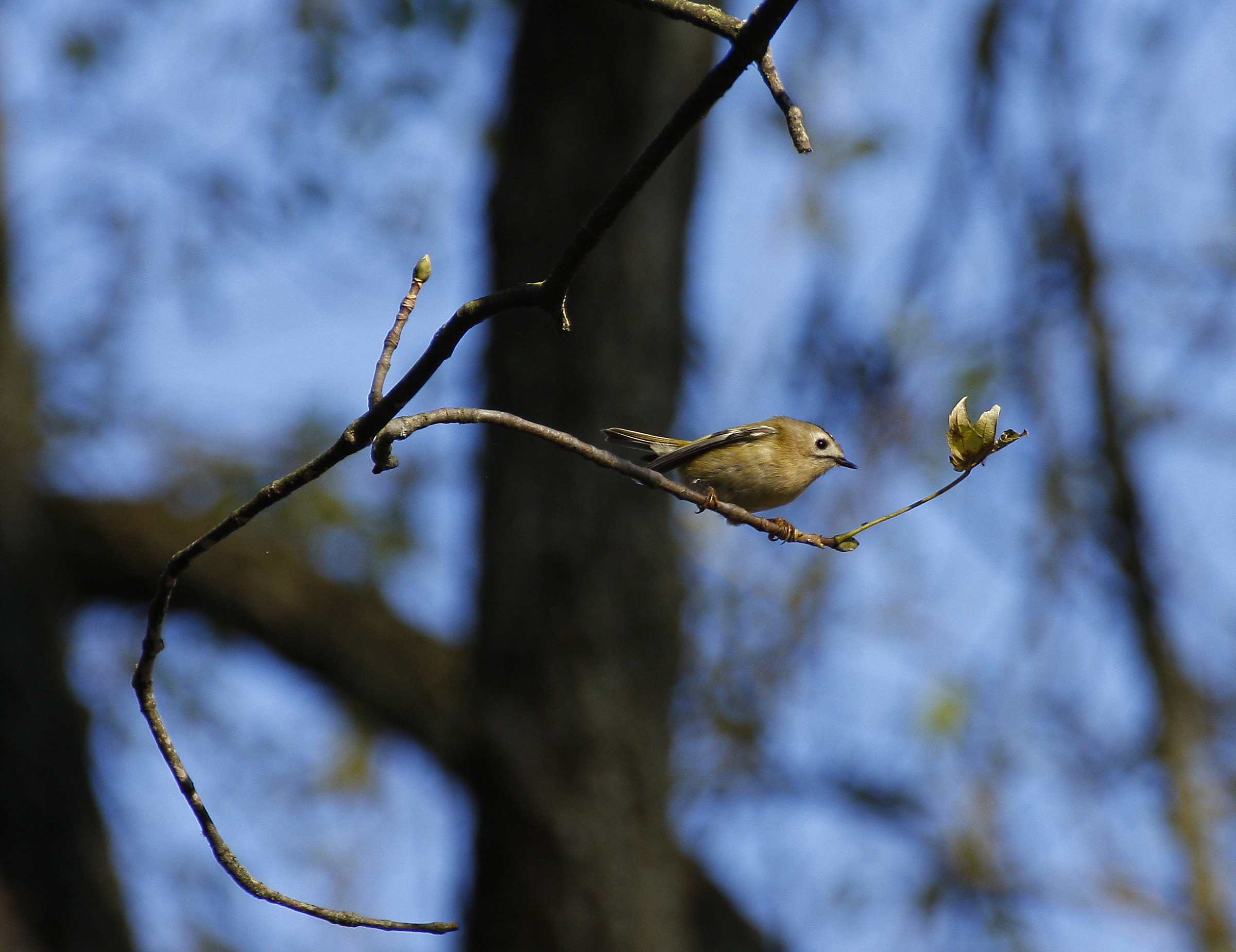 Io mi Regolo da solo