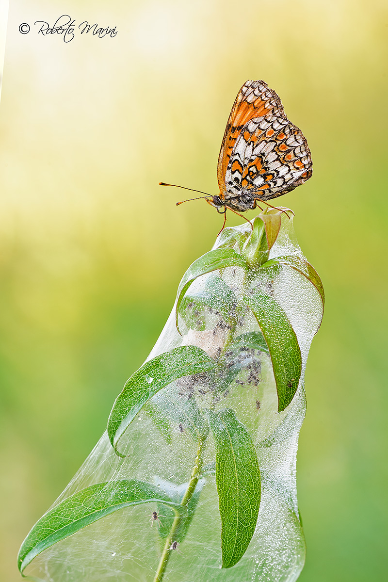 Merry Christmas ... Friends