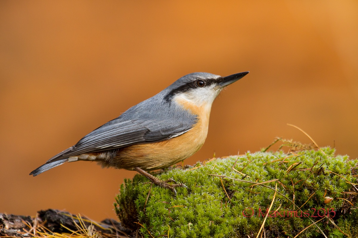 ... mason ... on the moss