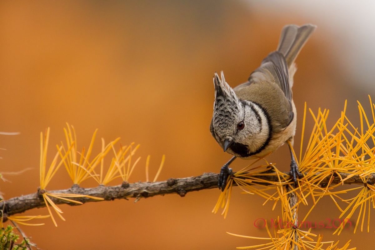 ... la cincia dal ciuffo ed il larice ...