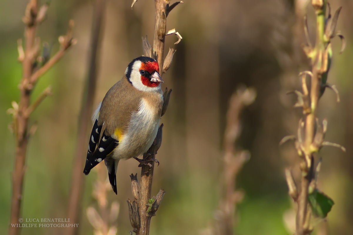 Goldfinch