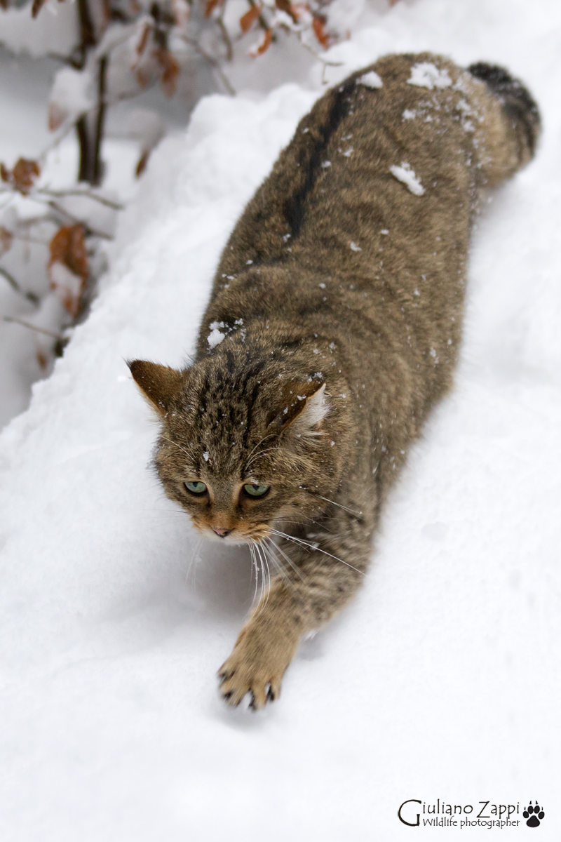 Immersed in the snow.
