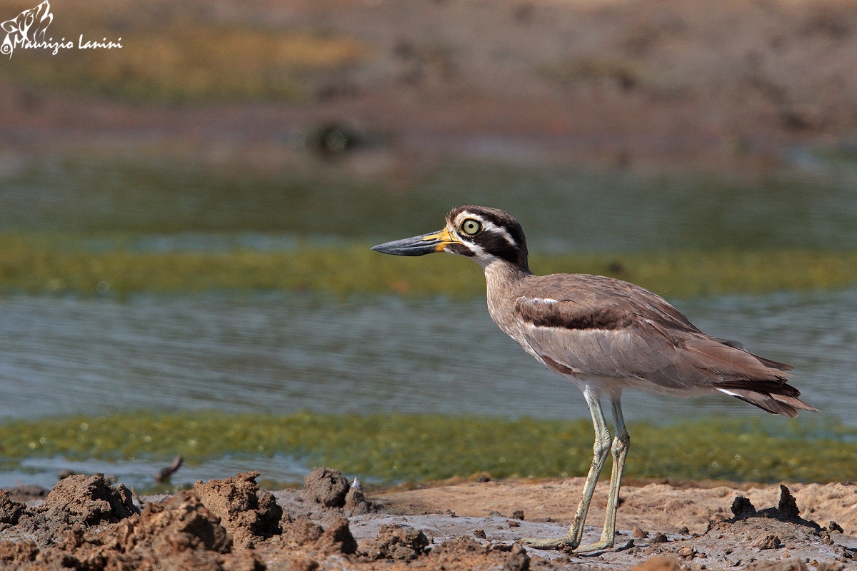 Occhione maggiore indiano(Esacus recurvirostris)