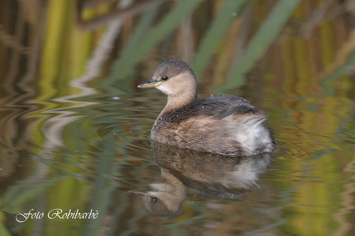 Tuffetto... il canneto riflette ...