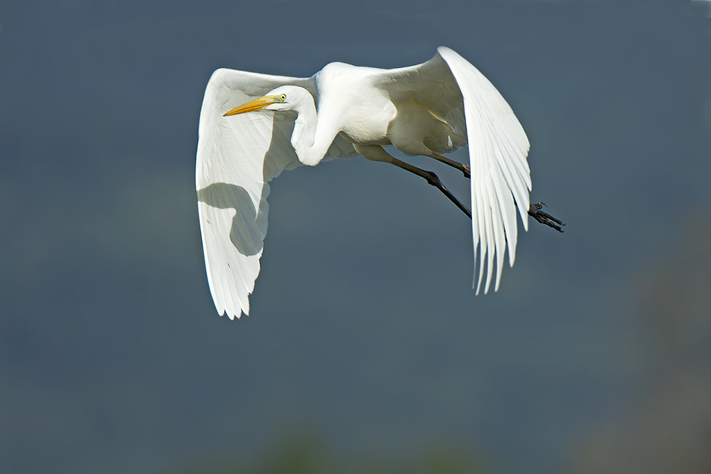 airone bianco maggiore