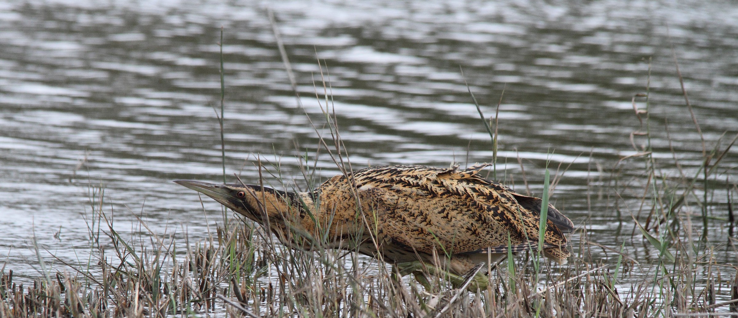 Bittern hunting