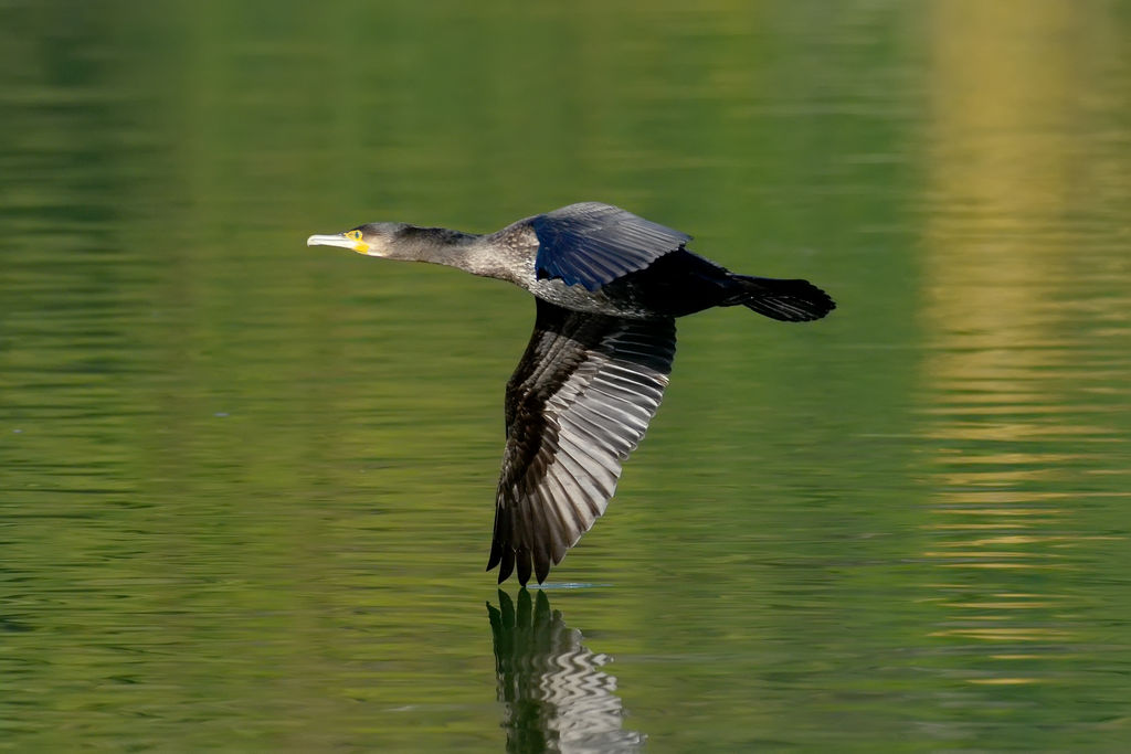 Cormorano a pelo d'acqua