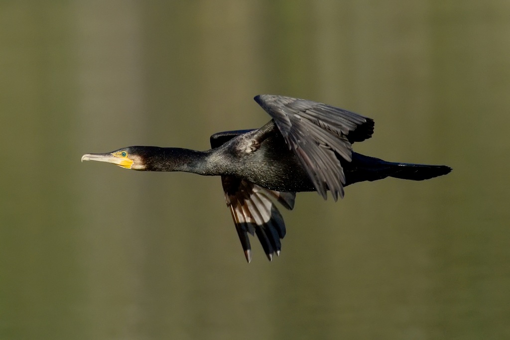 Cormorano in volo