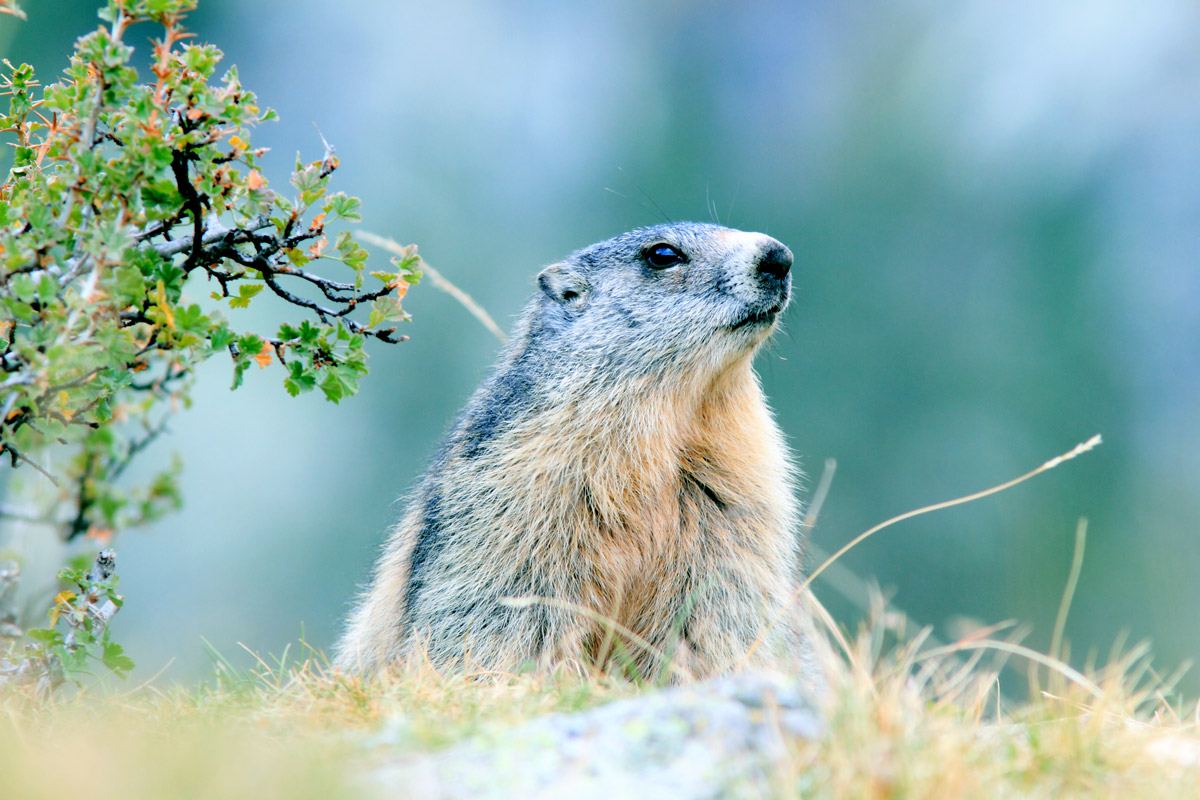 Marmotta