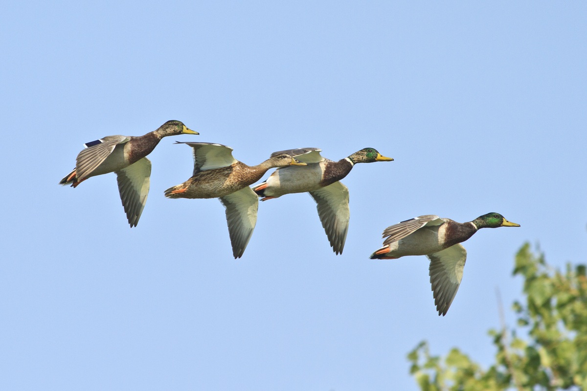 Il Quartetto Germani....in atterraggio