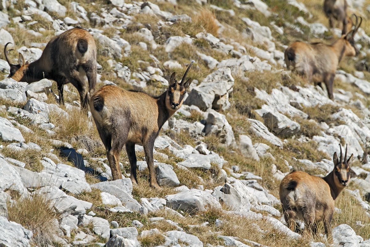 Camoscio d'Abruzzo