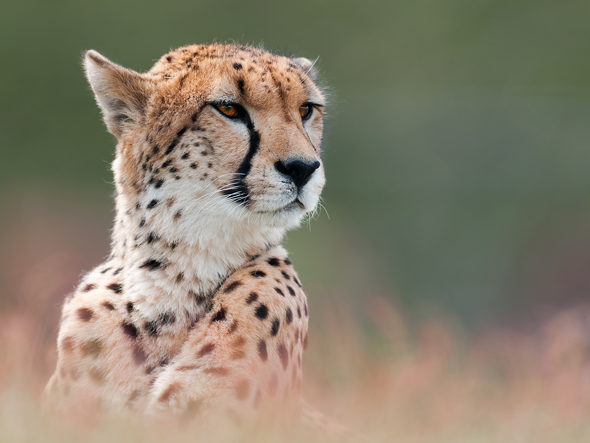 Cheetah Enjoying The Sun