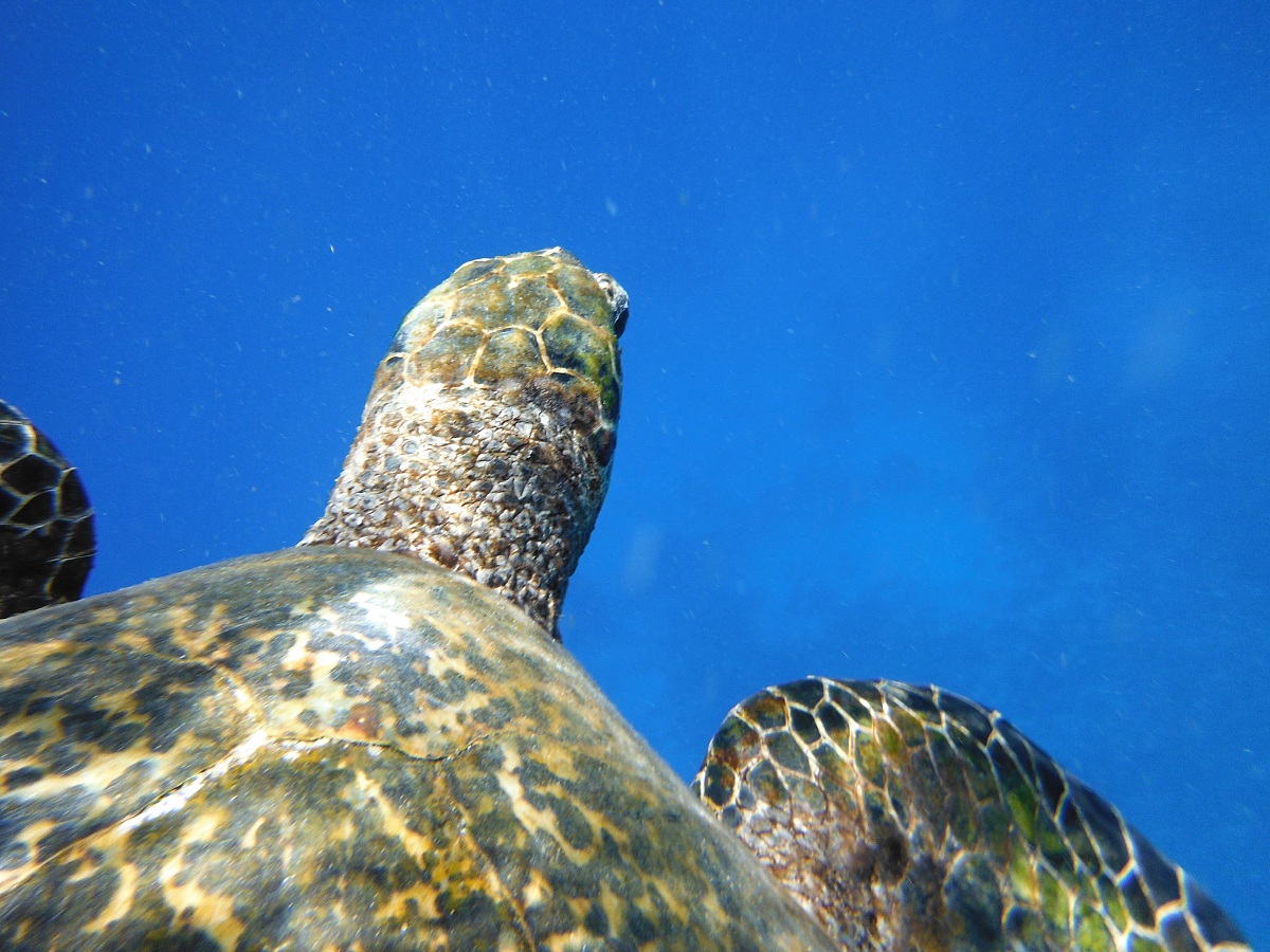 nuotavo accanto a lei che spettacolo