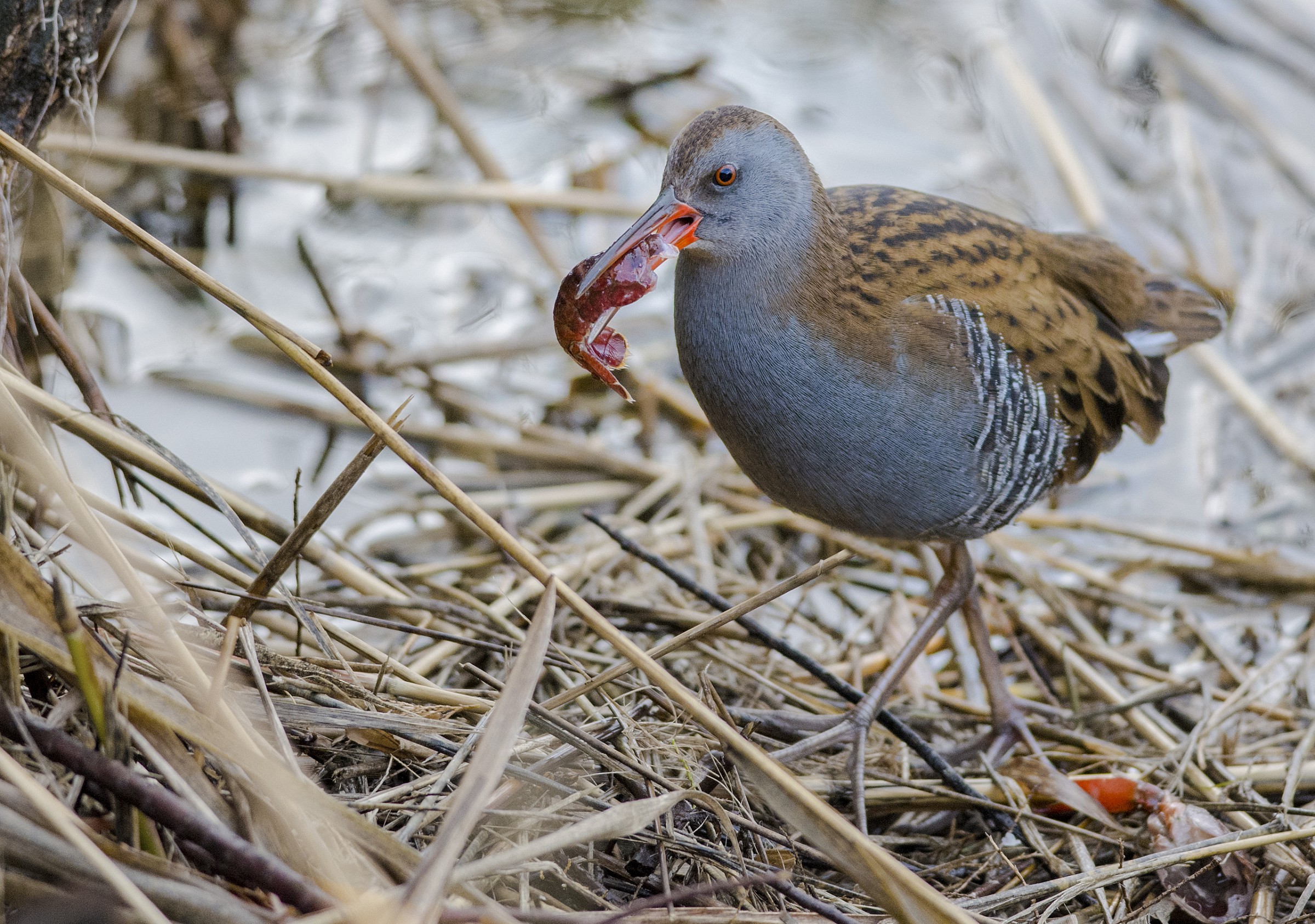 porciglione e gambero