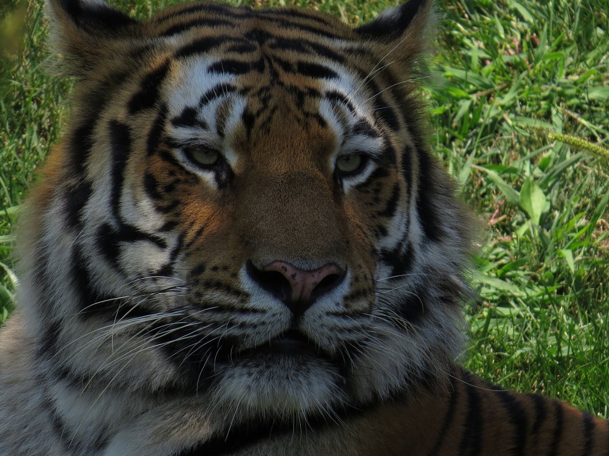 tiger in zoo zoom (Turin)