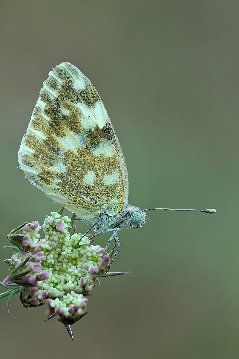 La Fredda Luce Dell' Alba !