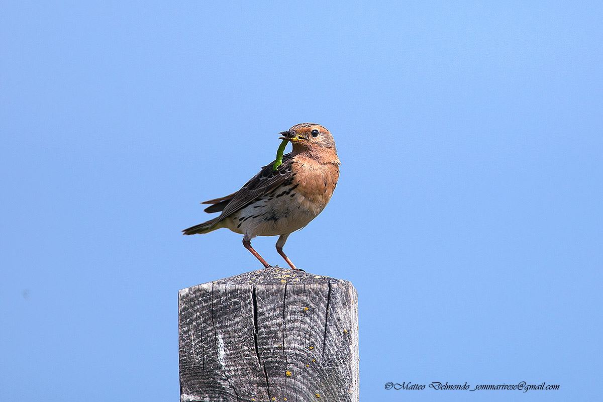 Red-throated Pipit