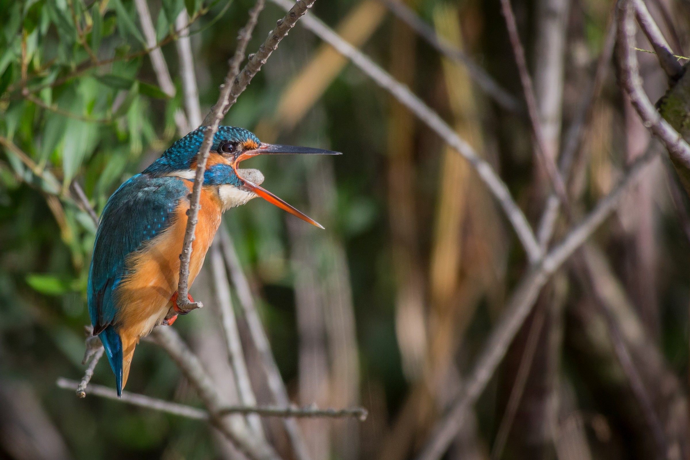 I overdid it with the fish!