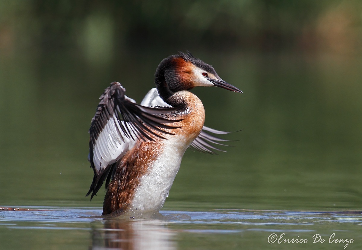 Great Crested Grebe