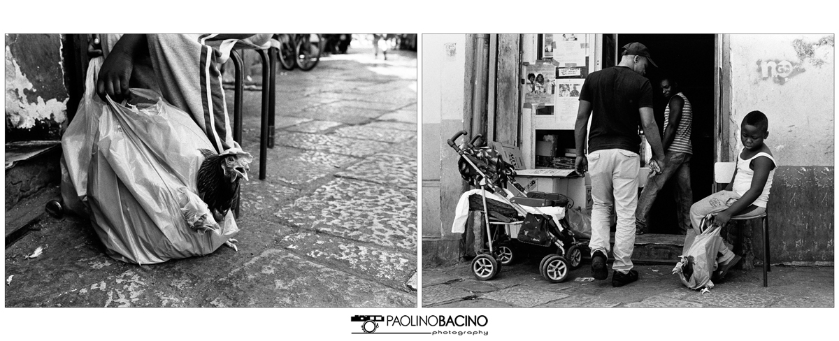 Pollo domestico a Palermo