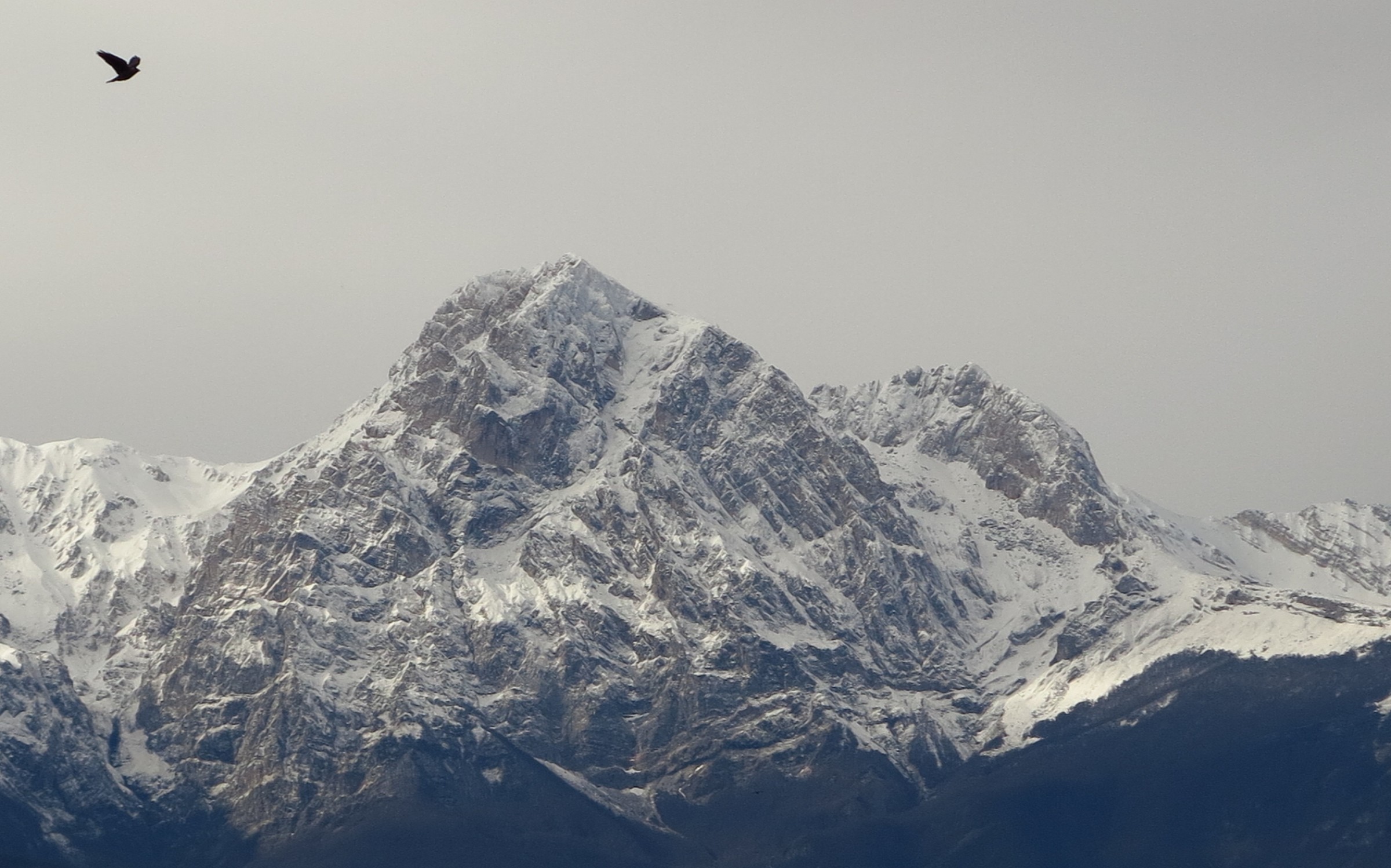 Il colombo solitario.