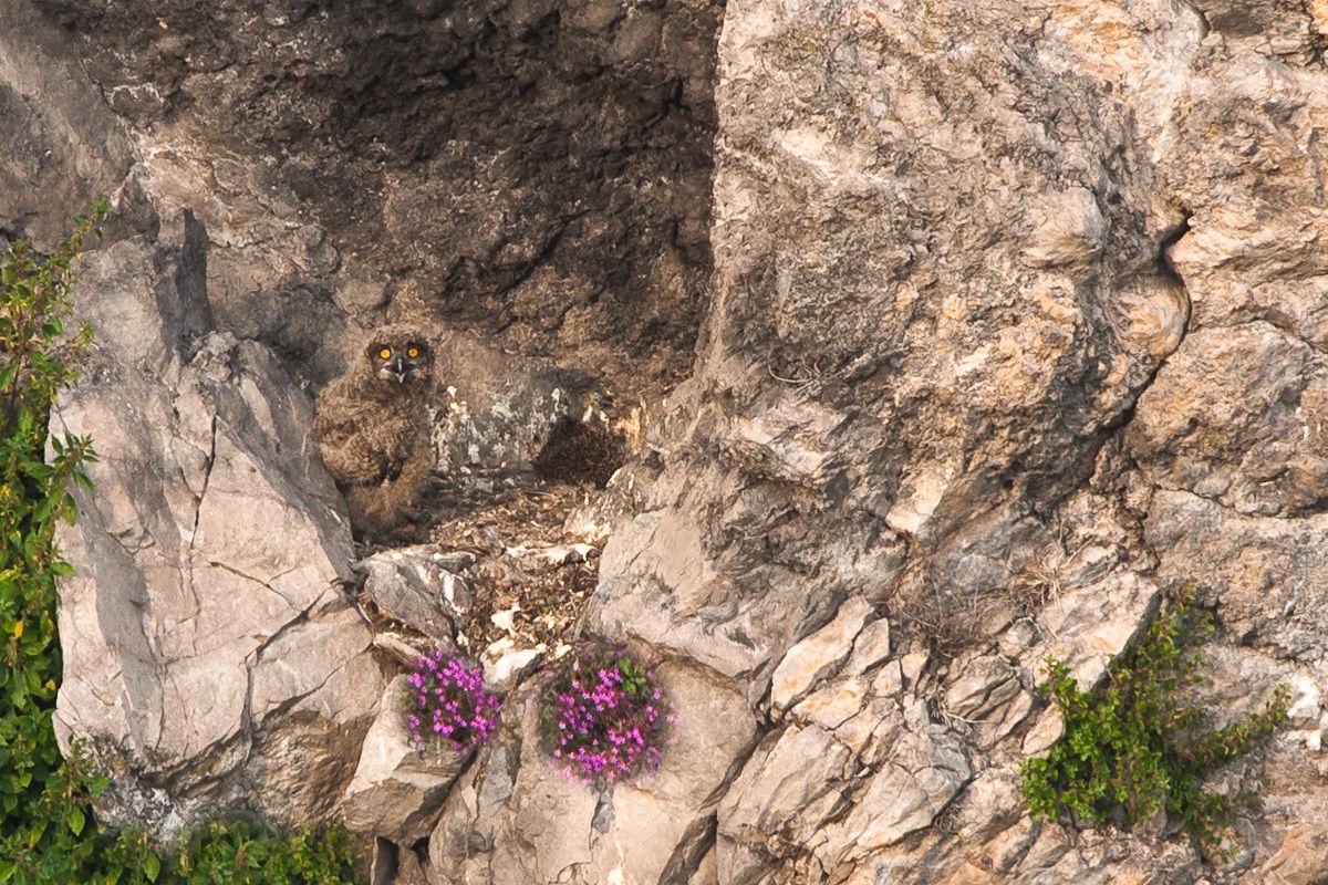 Pullo di Gufo reale (soggetto in libertà)