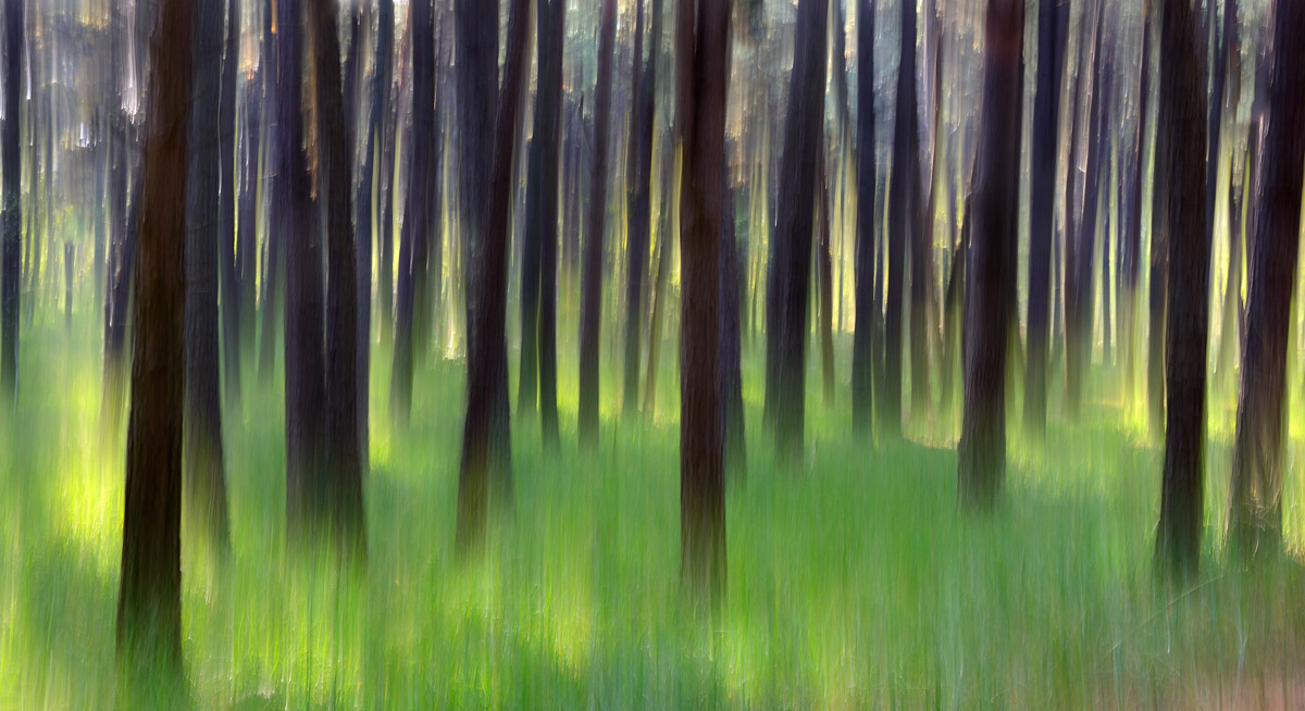 The spirit of the forest