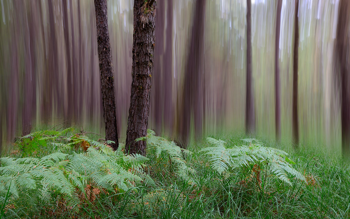 The spirit of the forest 2