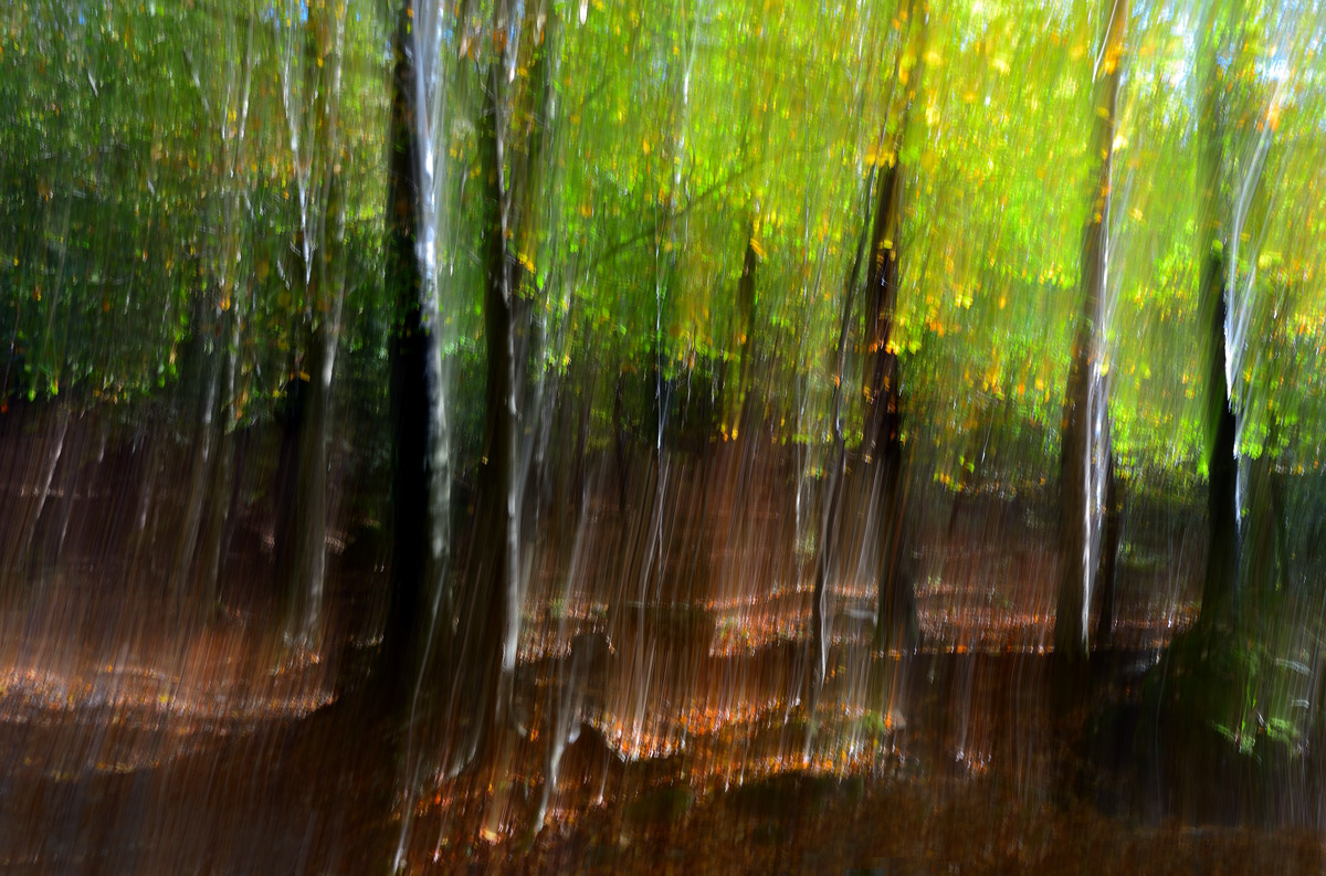 Lo spirito del bosco 3