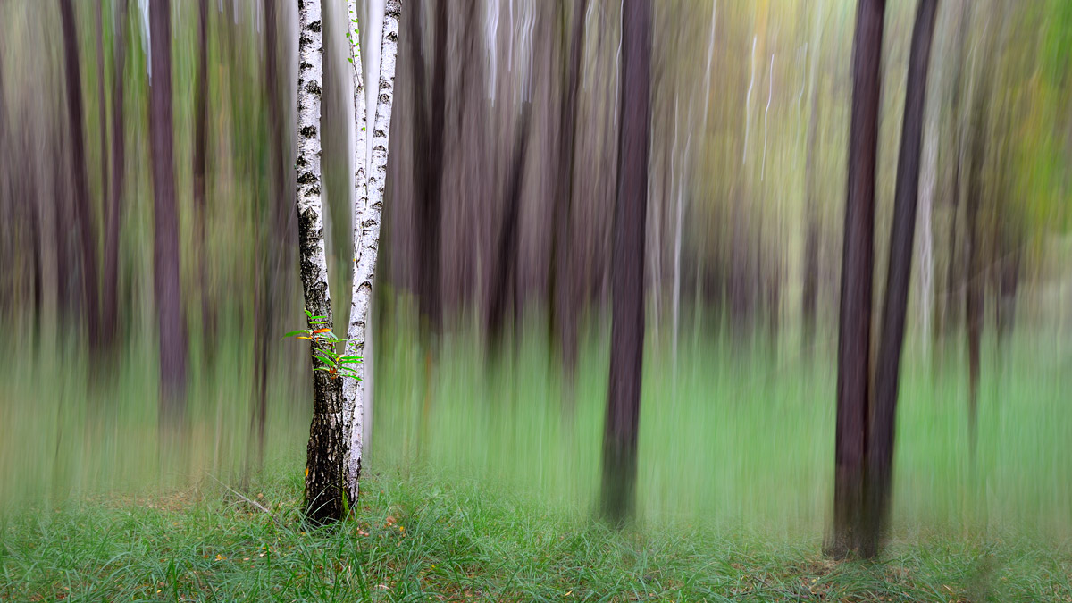 Lo spirito del bosco 4