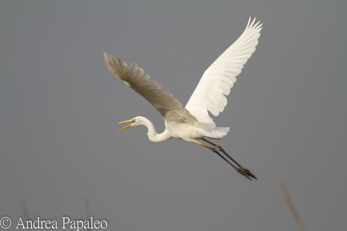 White Heron Major