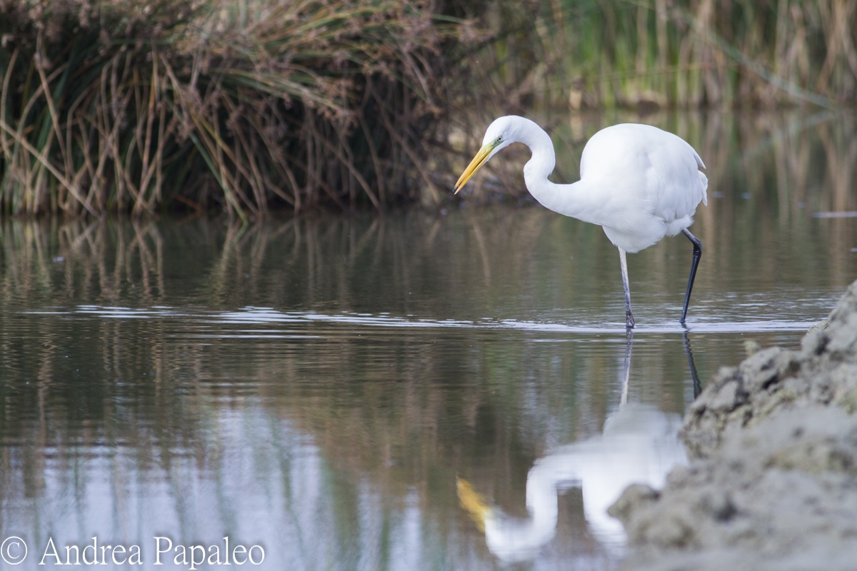 Heron and the Mirror of Nature