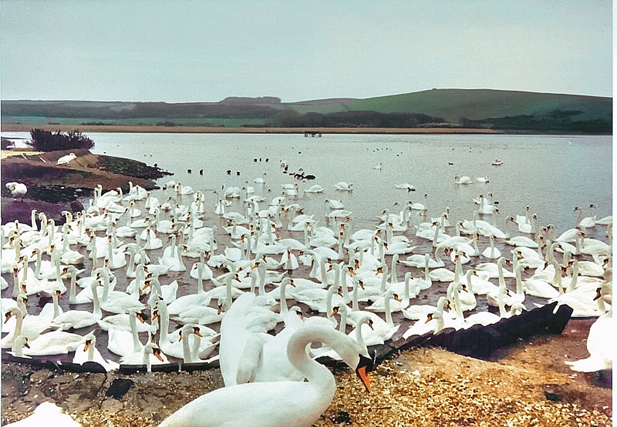 Swan Lake (> 200 swans)