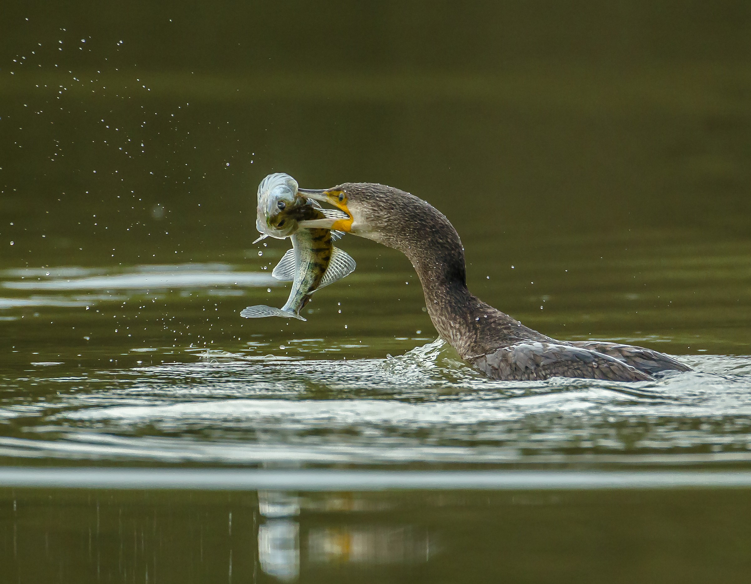 Cormorano con Luccio Perca