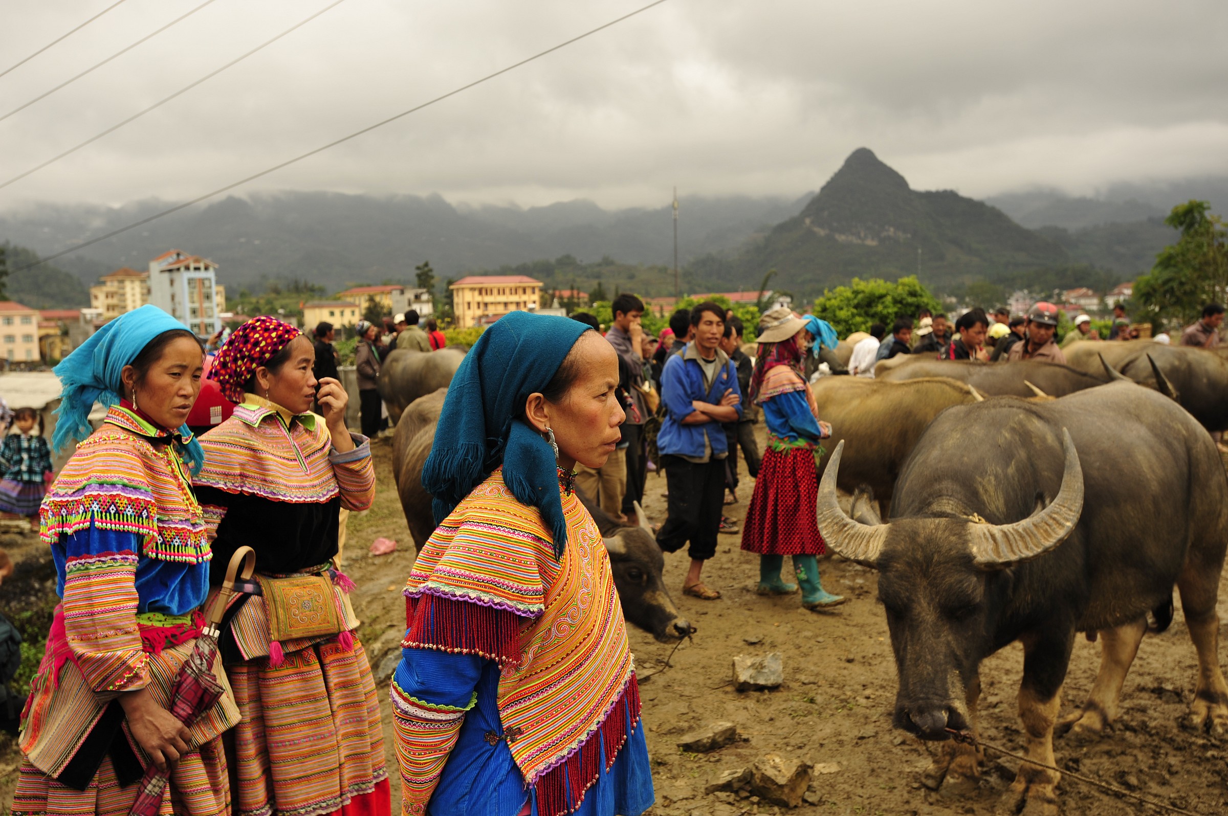 Water Buffalo Mercato