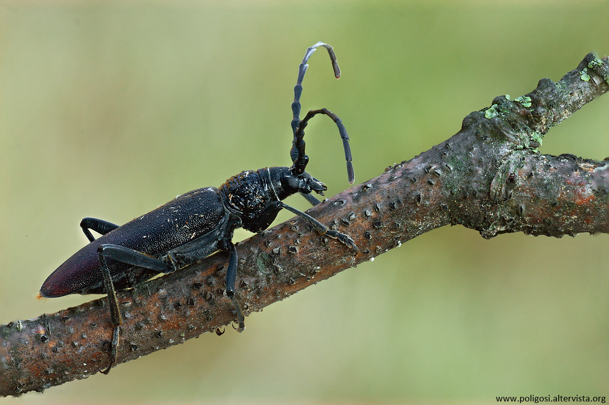 Cerambyx cerdo