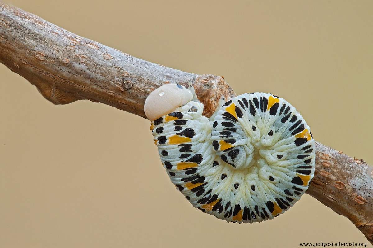 Cimbex quadrimaculatus